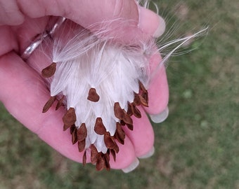 Butterfly Milkweed Seeds (50)