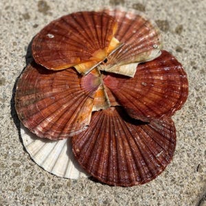 May include: Several scallop shells in varying shades of brown and cream, arranged in a circular pattern. The shells display a fan-like structure with prominent ridges. The shells are resting on a textured, grey surface, with sunlight casting shadows.