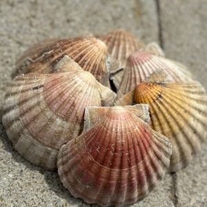 May include: A group of five scallop shells in various shades of brown and pink, arranged in a circle on a grey concrete surface.