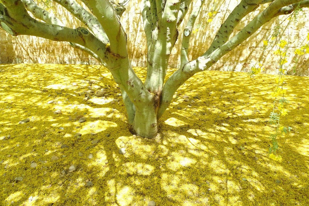 Palo Verde Tree Seeds 200 Fresh Organic seeds with Fast Etsy