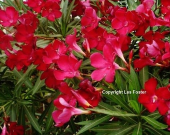 RED FLOWER SEEDS - Vivid Red Oleander Seeds Buy 1 Get 1 Free