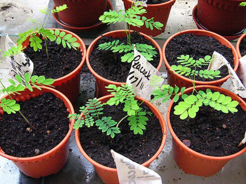 PRIDE OF BARBADOS Seeds Organic Seeds Barbados Tree Seed Etsy Ireland