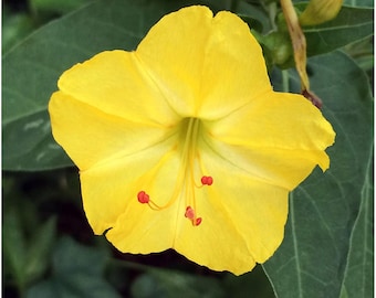 YELLOW FLOWER SEEDS - Mirabilis Jalapa Seed - Non-Gmo Seeds - Fragrant Flower Seed - Summer Flower Seeds - House Plants Décor