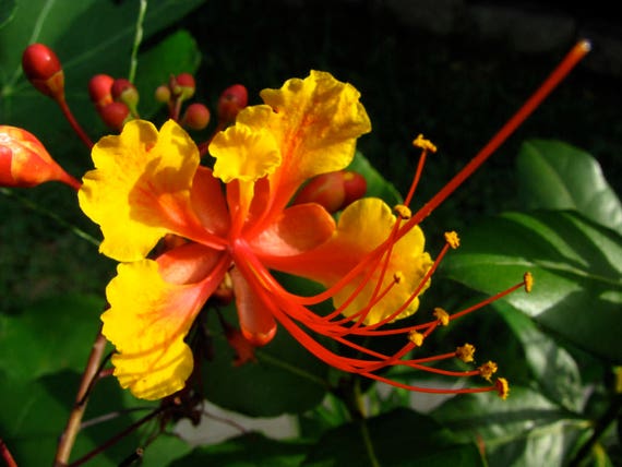 Pride Of Barbados Seeds Organic Seeds Barbados Tree Seed Etsy Pride Of Barbados Seeds Organic Seeds Barbados Tree Seed Etsy