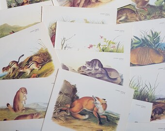 May include: A collection of vintage-style animal prints featuring various wildlife species including a red fox, squirrels, rabbits, and an armadillo. Each rectangular paper print displays detailed illustrations of animals in natural habitats with text labels.