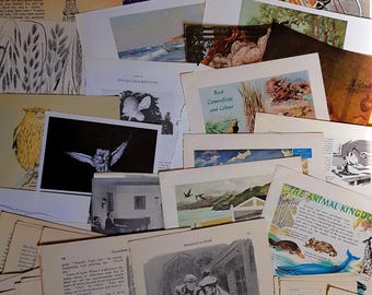 May include: A collection of vintage paper ephemera featuring assorted book pages, illustrations, and photographs. The stack includes images of a cyclist, owls, landscapes, and text excerpts from various publications like The Animal Kingdom.