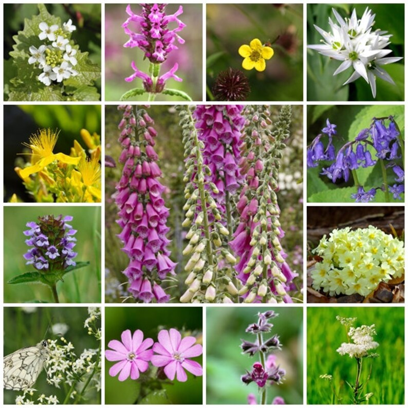 British Native Wildflower seeds Woodland & Shade Mix 2g or Etsy