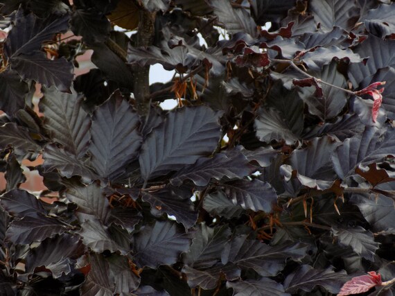 LEUCHTER GARTENDEKO KRONLEUCHTER FÜR WINDLICHTER PFLANZTÖPFE METALL ROST PATINA