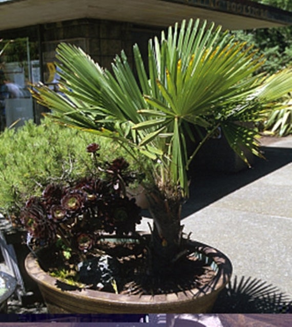 Trachycarpus Wagnerianus Miniature Chusan Palm 5 Seeds Etsy