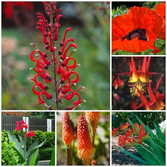 Red Hot Poker Kniphofia Trimota Hybrids Colourful /& Exotic Plant! - 25 seeds