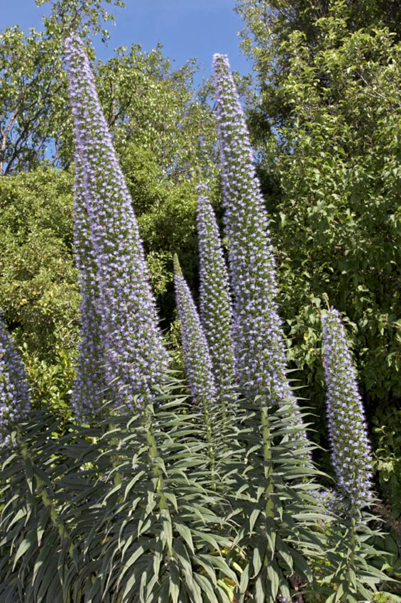 Red Hot Poker Kniphofia Trimota Hybrids Colourful /& Exotic Plant! - 25 seeds