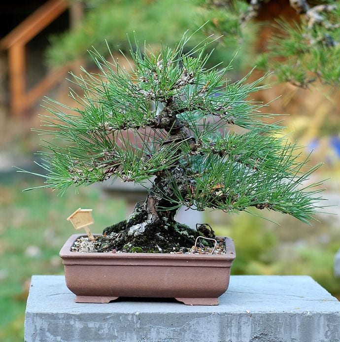 order-japanese-black-pines-online