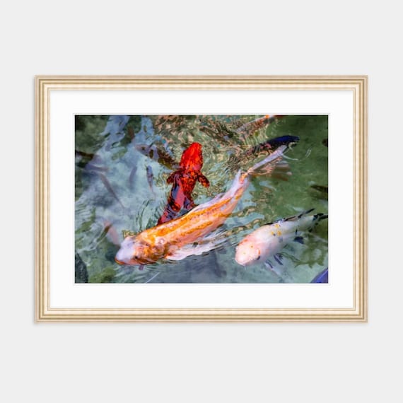 Atlantis Resort, Bahamas, Atlantis, Paradise Island, Abstract, Art, Artwork, Photograph, Print, Koi, Caribbean Artwork, Koi Photography