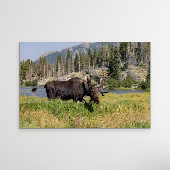 Sprague Lake, Rocky Mountain National Park, Colorado, Nature, Photography, Canvas, Hiking, Wall Art, Mountains, Moose, Colorado Photography