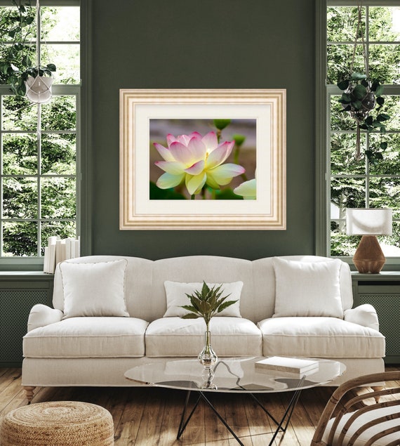 Lotus Flower, Rhode Island, Wickford, Floral, Nature, Art, Artwork, Photograph, Prints, Home Decor, Pink Lotus, Yellow Lotus, Flower, Garden