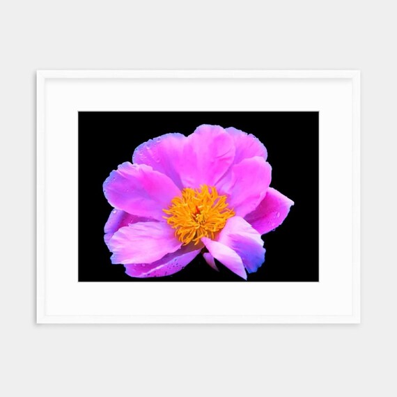 Purple Peony, Rhode Island, Warwick Neck, Floral, Nature, Art, Artwork, Photograph, Prints, Home Decor, Flower, Peony Wall Art, Garden, RI