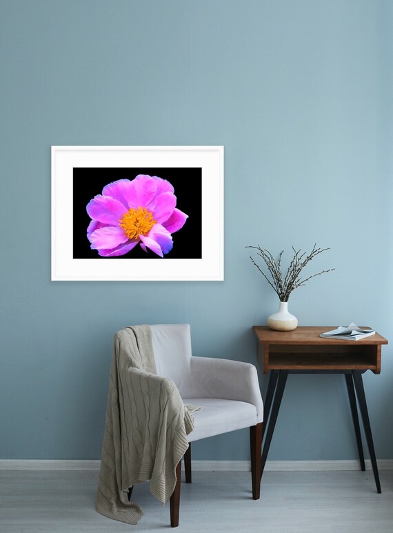 Purple Peony, Rhode Island, Fine Art, Canvas, Artwork, Peony, Purple Flower Art, Floral Photography, Floral, Flower, Peony Art, Garden, Art