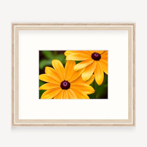 Gift Boxed, Framed Art, Black Eyed Susan, Warwick, Rhode Island, Framed Print, Flower, Rhode Island Gift, Art, Gift, Floral Art, RI