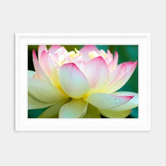 Lotus, Photograph, Wickford, Rhode Island Photo, Flower Photo, RI Photos, Wickford Photos, Lotus Photos, New England Photos, Gifts, Garden