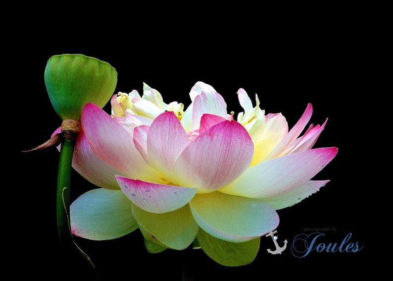 Lotus VIII Photograph Wickford Rhode Island Photo Flower Etsy