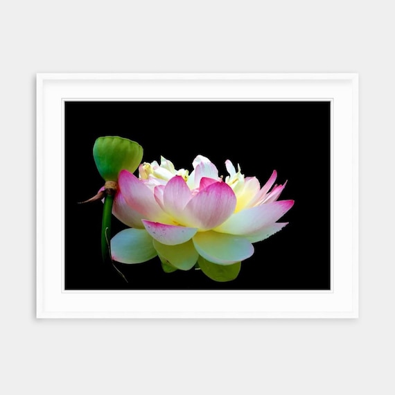 Lotus, Rhode Island, Wickford, Floral, Nature, Art, Artwork, Photograph, Prints, Home Decor, Lotus Flower, Flower, Floral Photo