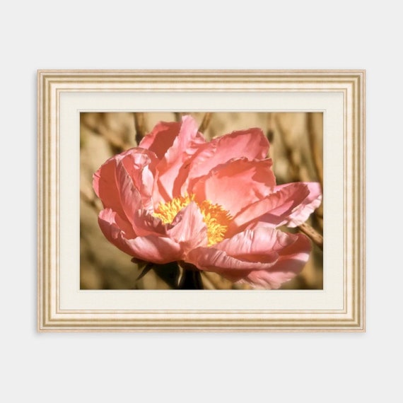 Floral Photography, Rhode Island, Peony, Floral, Nature, Artwork, Photograph, Print, Home Decor, Peach, Photo, Flower, Summer, Flower Art,RI
