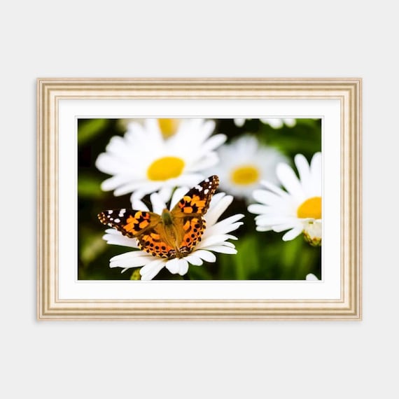 Monarch Butterfly, Rhode Island, Fine Art, Canvas, Artwork, Butterfly, Shasta Daisies, Floral, Photography, Garden, Nature, Art, Flower Art