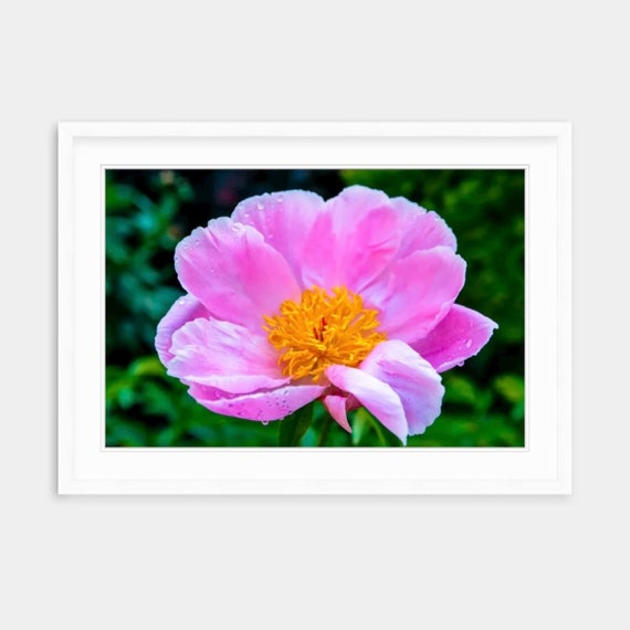 Peony, Rhode Island, Fine Art, Canvas, Artwork, Peony Wall Art, Pink Peony, Floral, Canvas Wall Art, Photography, Floral Wall Art, Garden,RI