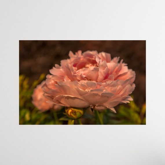 Pink Peony, Warwick Neck, Rhode Island, Peony, Flower Photography, Canvas Wall Art, Floral Decor, Floral Wall Art, Peony Art, Flower Art