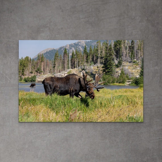 Sprague Lake, Rocky Mountain National Park, Colorado, Nature, Photography, Canvas, Hiking, Wall Art, Mountains, Moose, Colorado Photography