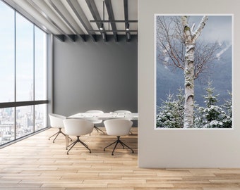 Birch Tree Art, White Mountains, New Hampshire, Winter Scenery, Mountains, Snow Photographs, New Hampshire Photographs, Winter Photographs