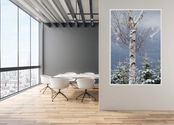 Birch Tree Art, White Mountains, New Hampshire, Winter Scenery, Mountains, Snow Photographs, New Hampshire Photographs, Winter Photographs