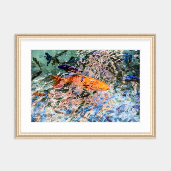 Bahamian Photography, Bahamas, Atlantis, Paradise Island, Abstract, Art, Artwork, Photograph, Print, Koi, Caribbean Photography, Koi Artwork