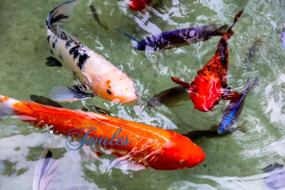 Cove Koi ~ Bahamas, Atlantis, Paradise Island, Abstract, Art, Artwork, Photograph, Joules, Print, Fish, Cove, Koi, Caribbean