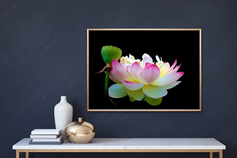 Lotus VIII Photograph Wickford Rhode Island Photo Flower Etsy