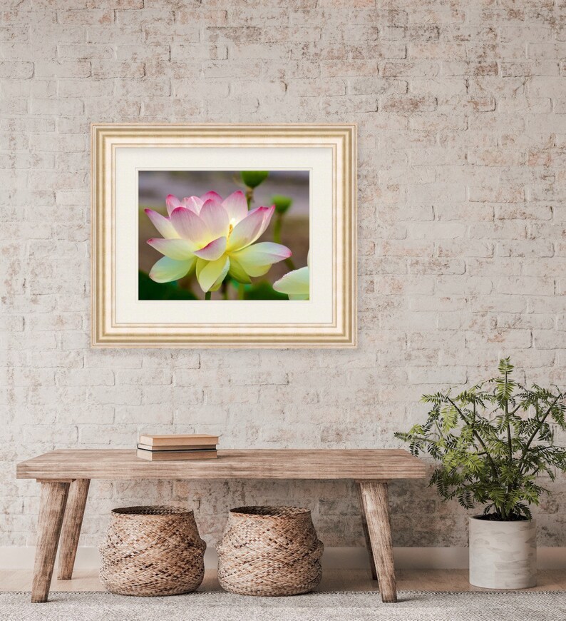 Lotus Flower Rhode Island Wickford Floral Nature Art Etsy