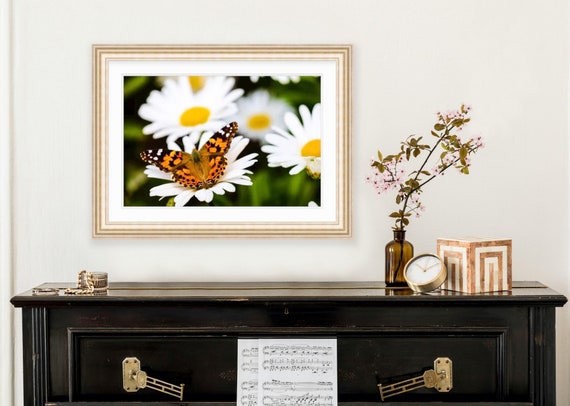 Monarch Butterfly, Warwick Neck, Rhode Island, Floral, Nature, Shasta Daisies, Art, Artwork, Photograph, Prints, Home Decor, Floral Photo