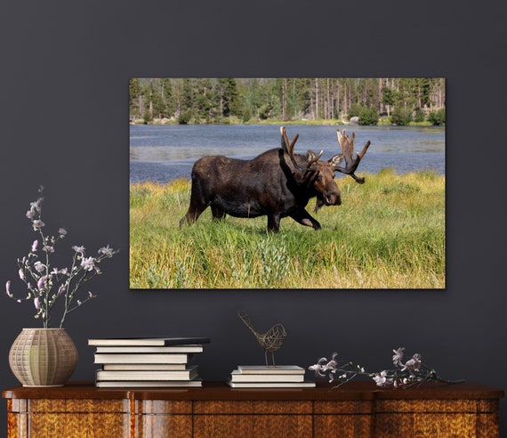 Sprague Lake, Rocky Mountain National Park, Colorado, Nature, Photography, Canvas, Hiking, Decor, Wall Art, Mountains, Artwork, Moose, Art