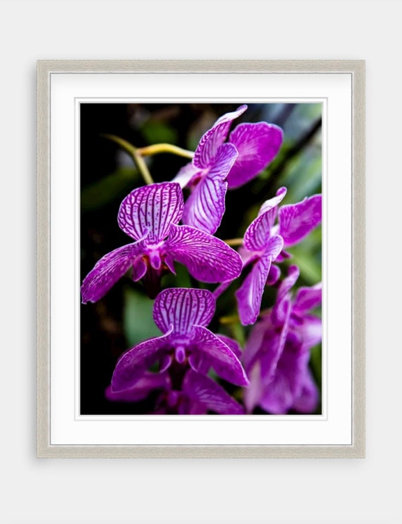 Purple Orchid Photography: Palm Beach Floral Wall Art