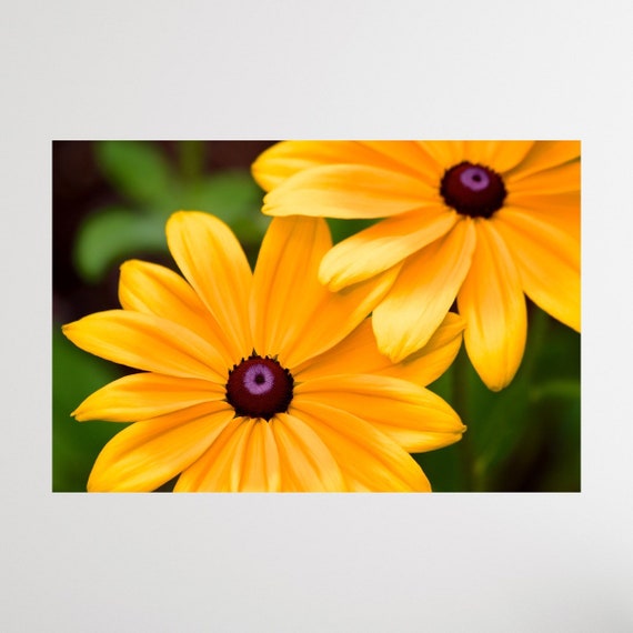 Black Eyed Susans Print, Canvas Wall Art, Rhode Island Photography, Yellow Floral Print, Black Eyed Susan Artwork, Flower Wall Art