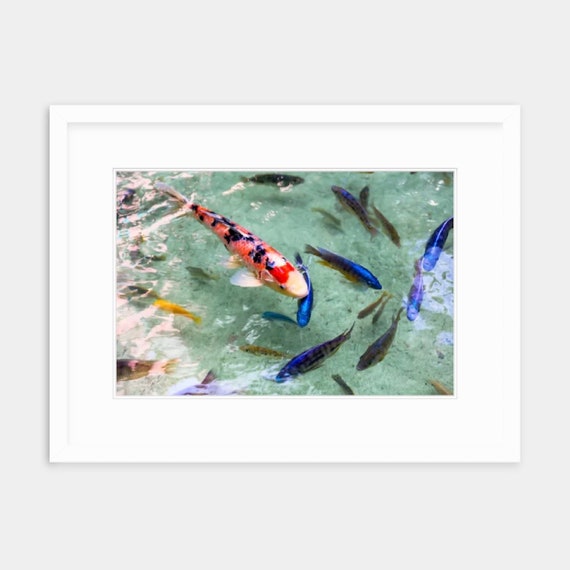 Bahamian Artwork, Bahamas, Atlantis, Paradise Island, Abstract, Art, Artwork, Photograph, Print, Koi Art, Caribbean Art, The Cove Atlantis