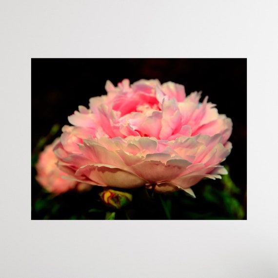 Pink Peony, Warwick Neck, Rhode Island, Peony, Flower Photography, Canvas Wall Art, Floral Decor, Floral Wall Art, Peony Art, Flower Art