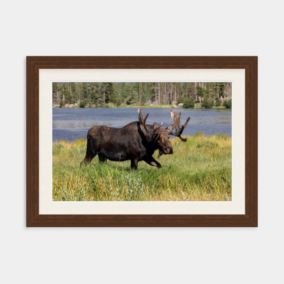 Sprague Lake, Rocky Mountain National Park, Colorado, Hiking, Nature, Moose, Decor, Photograph, Artwork, Wall Art, Colorado Photography, Art