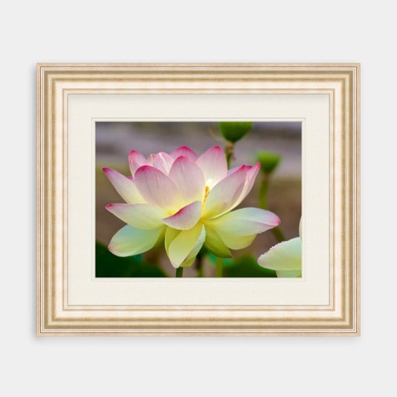 Lotus Flower, Wickford, Rhode Island, Fine Art, Canvas, Artwork, Lotus, Yellow Lotus, Pink Lotus, Floral, Floral Photography, Art, RI