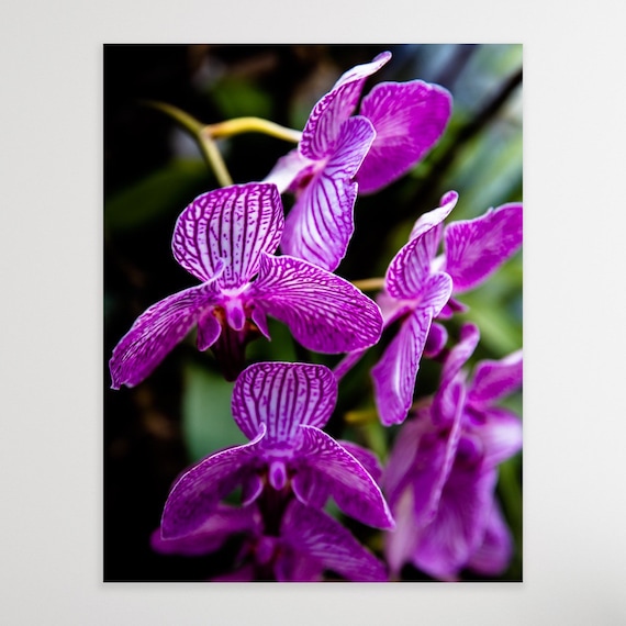 Purple Orchid Canvas Wall Art: West Palm Beach Floral Photography