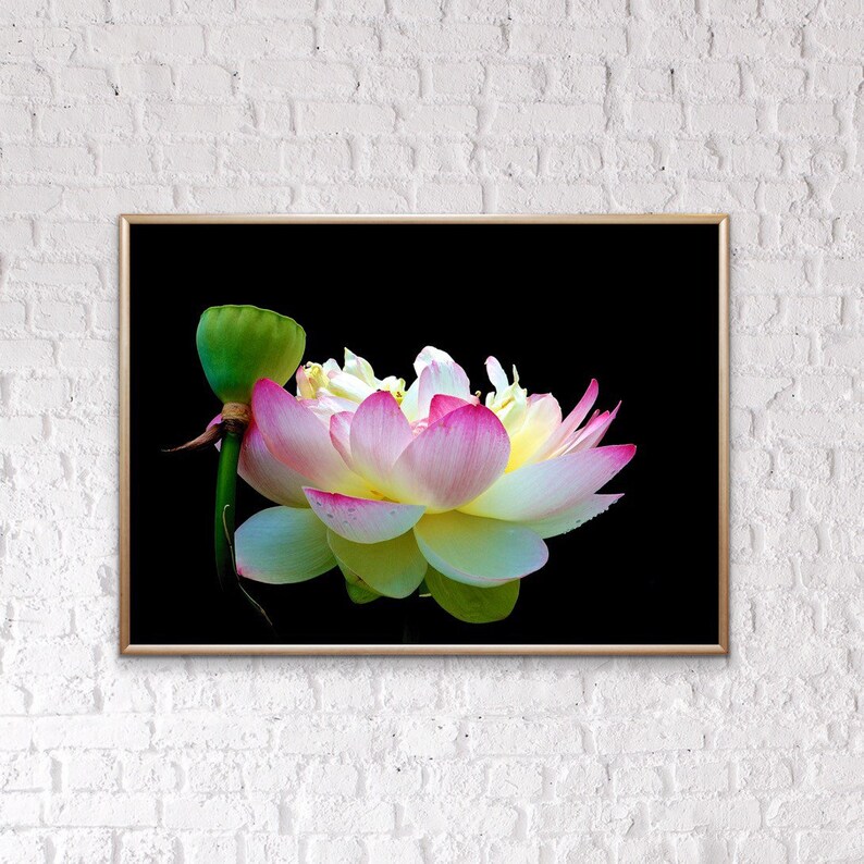 Lotus VIII Photograph Wickford Rhode Island Photo Flower Etsy