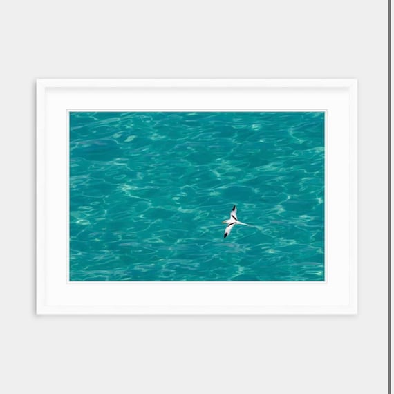 Framed Art, Bermuda, Longtail, Sandy’s Parish, Ocean Art, Bird, Bermuda Artwork, Framed Print, Framed Bermuda Art, Beach, Ocean, Artwork,Art