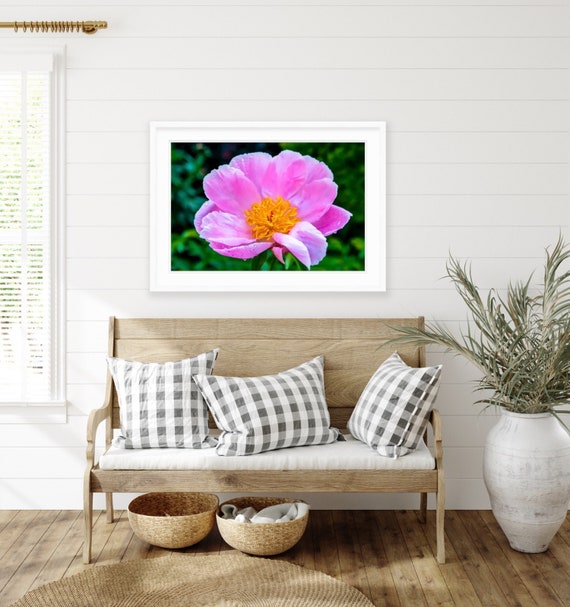Pink Peony, Rhode Island, Warwick Neck, Peony, Floral, Nature, Art, Artwork, Photograph, Print, Home Decor, Flower, Floral Art, Garden, RI