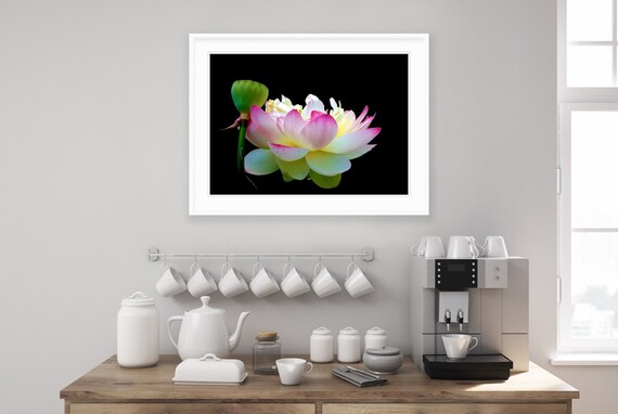 Lotus, Rhode Island, Wickford, Floral, Nature, Art, Artwork, Photograph, Prints, Home Decor, Lotus Flower, Flower, Floral Photo