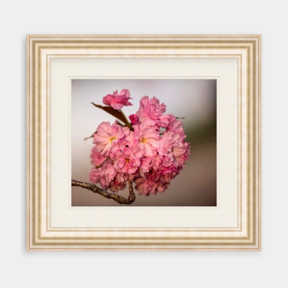 Cherry Blossom Art, Warwick Neck, Rhode Island, Fine Art, Canvas, Artwork, New England, Photography, Cherry Blossoms, Square Art, Spring, RI